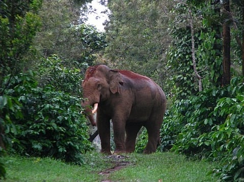 Landscape-level approach necessary to address human-elephant conflicts