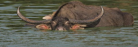 An Asiatic Wild Water Buffalo. Credit: Wikimedia Commons