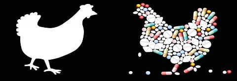 New report flags use of antibiotics on animals