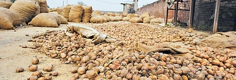 Cold storage owners in Punjab are paying from their pockets to dispose of last year's potato stock and make space for the new harvest. Some are selling last year's potato at dirt cheap rate to make up for the loss (Photo: Adithyan)
