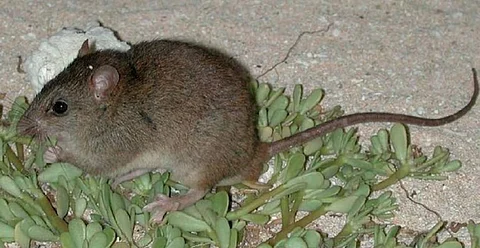 Bramble Cay melomys is first mammal to go extinct due to climate change
