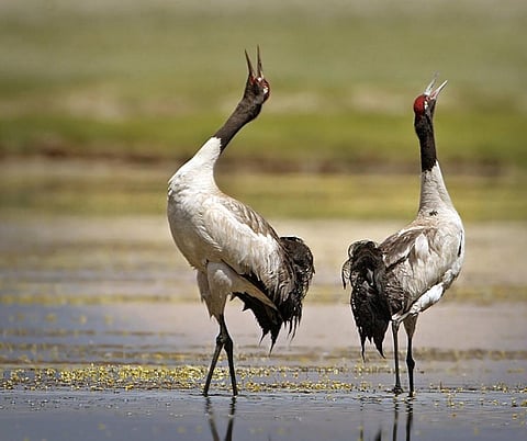 The National Green Tribunal suspended the permission granted for construction of a hydro-electric project in Zemithan, Arunachal Pradesh as it is the wintering site of the endangered black-necked crane. Credit: Getty Images