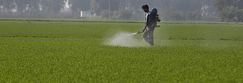 Report flags growing threat of monoculture in crop production