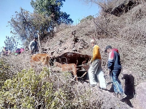Farmers from Chaubecha village in Rori Panchayat of Kasauli take their animals for grazing to a nearby common land as part of the drive on February 24, 2019. Photo: Rajeev Khanna