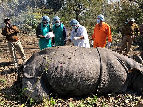 भीमसेन की मौत से गैंडा पुनर्वास योजना को झटका
