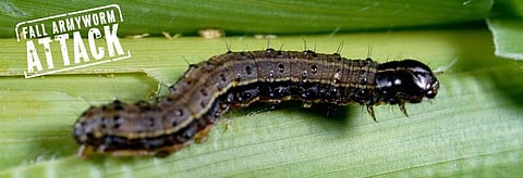 Until 2016, Fall Armyworm was constrained to the Western Hemisphere.