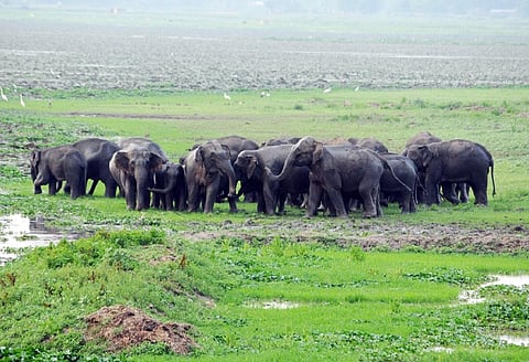 An elephant herd at Deepor Beel near Guwahati. Credit: Wikimedia Commons