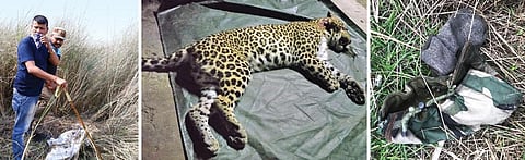 Forest officials dig out remains of a leopard from Haripur Kalan village that borders Haridwar district in Uttarakhand; one of the four leopards mentioned in the report; the cap found as evidence from the crime scene was destroyed. It allegedly belonged to a forest official (Photographs: By special arrangement)