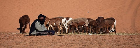 A pastoralist with his flocks in the Sahara. Representational Photo. Credit: Getty Images