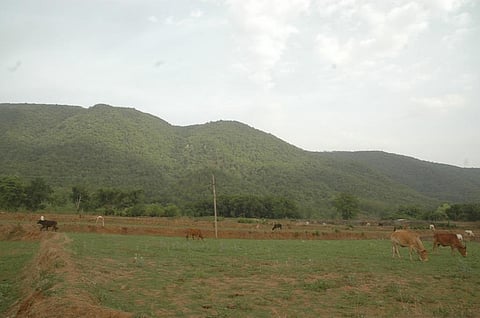 Niyamgiri hill. Photo: Agnimirh Basu/CSE