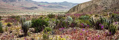 Representational Photo: Getty Images