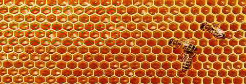 Honey as a biomarker for pollution