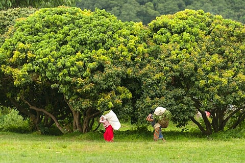 Himachal's fodder management initiative can help save lives of rural women