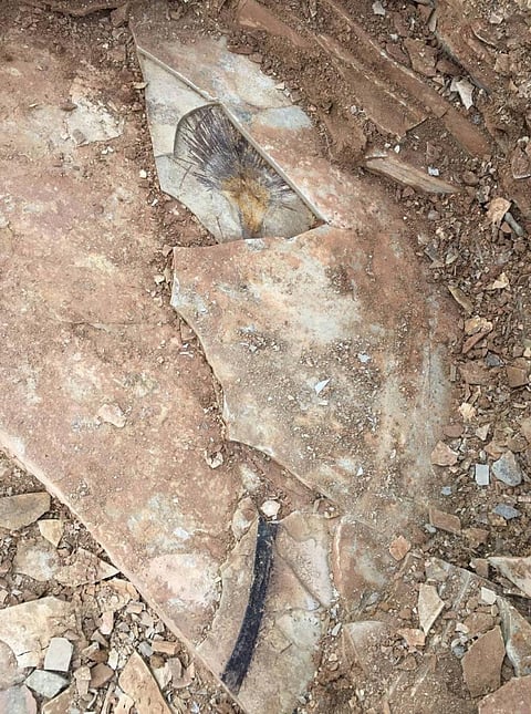 Palm fossils suggest Tibet had high mountains and deep valleys