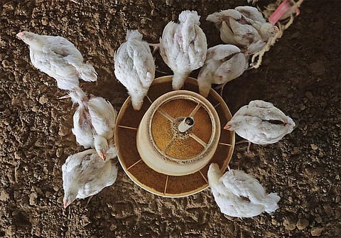 पिछले कुछ समय से मुर्गियों का दाना महंगा होने के कारण चिकन की कीमत में लगातार तेजी देखी जा रही है (फोटो: विकास चौधरी / सीएसई)