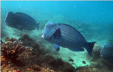 Fishing and coral reef degradation threaten parrotfish in Andaman