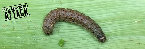 Photo: Nagaraju Jinka