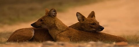 Credit: Sudhir Shivaram