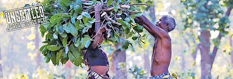 People collect sal leaves from the forests in Fatehpur village of Chhattisgarh. Forest dwellers derive 20 to 40 per cent of their annual income from minor forest produce. Photo: Vikas Choudhary