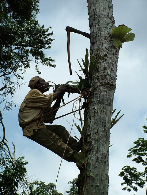 A Baka man collecting honey from a tree in Cameroon. Credit: Getty Images