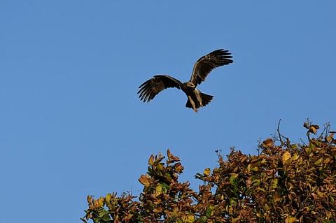 A tawny eagle. Credit: Shib Shankar Goswami