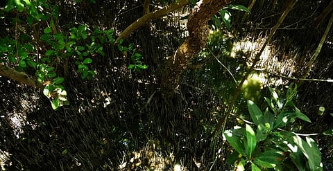 A mangrove forest. Halophytes help in regenerating such forests. Credit: Getty Images