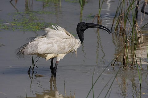 Credit: K S Gopi Sundar