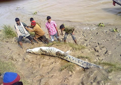 The crocodile that died on March 21. Photo: Ashis Senapati