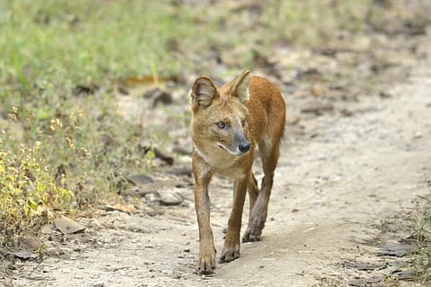 Study finds gaps in conservation efforts in Western Ghats