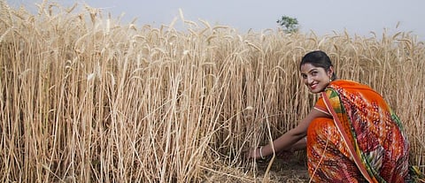 A female farmer harvesting wheat. Photo: Getty Images