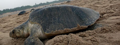 File photo of Olive Ridley sea turtle nesting at Rushikulya beach in Odisha. Photo: Ashis Senapati