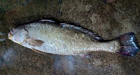 The Ghol fish is considered to be one of the finest and most expensive varieties of marine fish. Photo: Ashis Senapati
