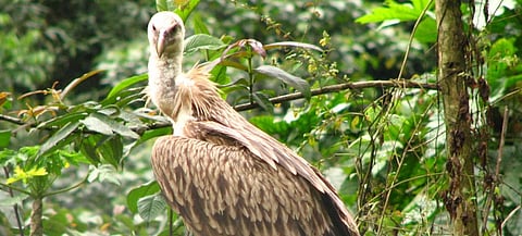A Himalayan Griffon. Photo: Wikimedia Commons