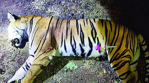 Is India turning into a death bed for the last remaining South Asian tigers?