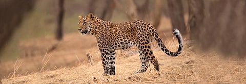 Representative Image. Photo: Getty Images