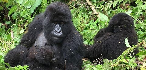 Photo: Wikimedia Commons