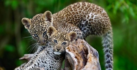 Leopard Cubs. Photo: Getty Images