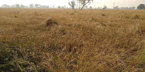 Credit : Rajender Panchal