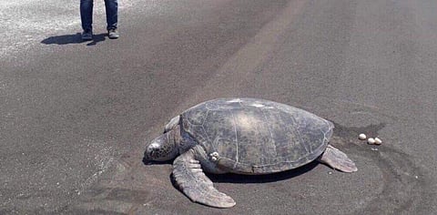 The female green sea turtle at Maafaru Airport runway with her eggs. Photo: @ParveenKaswan/Twitter