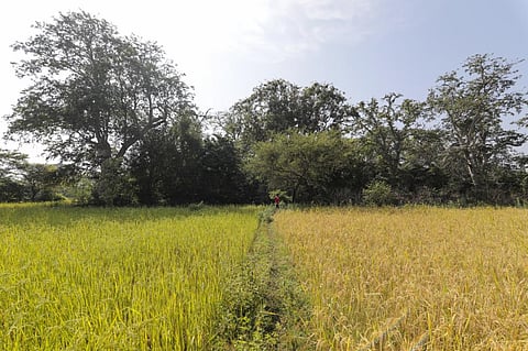 परागणकारी जीवों की कमी के बावजूद वैश्विक अनाज उत्पादन में बढ़ोत्तरी