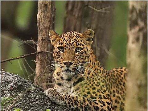 Credit : Ramki Sreenivasan