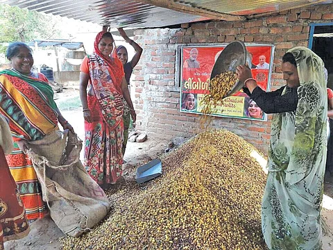 A neem seeds collection centre in Kheda district of Gujarat. Every year 30,000 tonnes of neem fruits are collected from across the country. Only 10 per cent of it gets processed for oil (Photo: Rajiv Kumar Gupta)