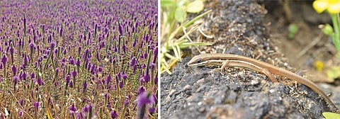 Apart from being home to several endemic plant and animal species, rocky outcrops play a key role in water catchments (Photographs: Aparna Watve)