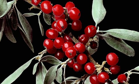 Shepherdia argentea or Buffalo berry, a major source of calories for grizzly and black bears in North America. Photo: Wikimedia Commons