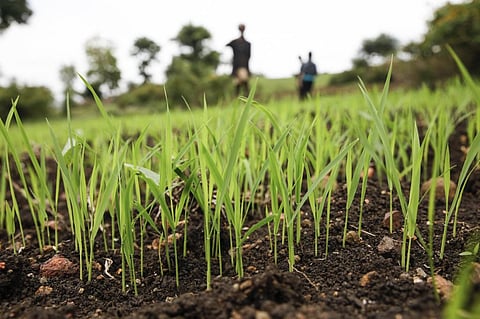 Minimum support price: Centre forms panel to consider legal guarantee