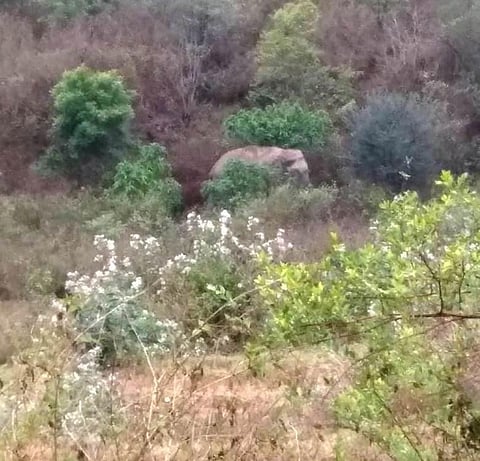 Elephant kills five in Odisha