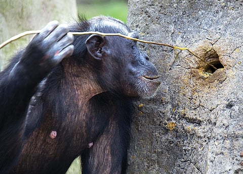 इंसानों के कारण व्यवहार बदल रहे हैं चिम्पांजी