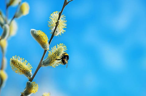 Trick question: Why is food production up despite fewer pollinators