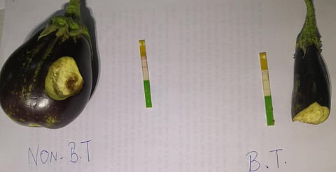 Damning allegations: India's fields still have Bt brinjal