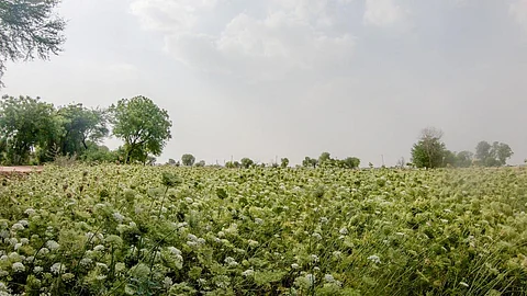 जौन्ती गांव के राज सिंह ने गाजर का बाजार भाव गिरने के बाद खेत से गाजर नहीं उखाड़ी। अब भी उनके खेत में गाजर की फसल खड़ी है। फोटो: मिथुन विजयन